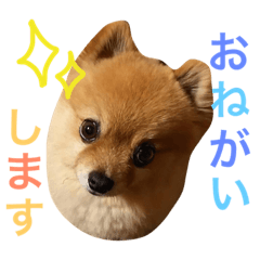 [LINEスタンプ] いぬのマリンくん