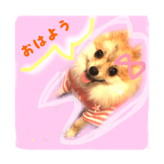 [LINEスタンプ] ポメのさくら