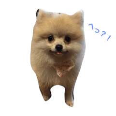 [LINEスタンプ] ポメラニアンのくー