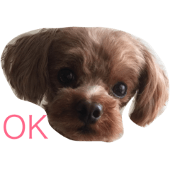 [LINEスタンプ] トイプーころ0