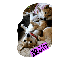 [LINEスタンプ] siriusu family
