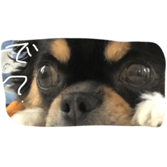 [LINEスタンプ] ここちゃんの日常。