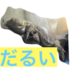 [LINEスタンプ] フトアゴの1日