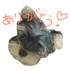 [LINEスタンプ] ロッティー君 1