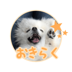 [LINEスタンプ] わたあめコロンのおきらくな日々