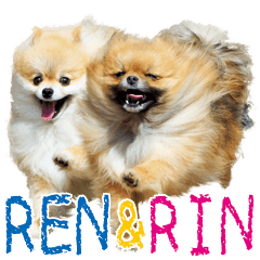 [LINEスタンプ] ポメラニアン蓮＆凜
