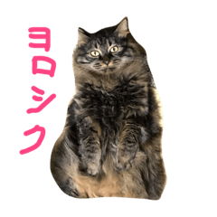 [LINEスタンプ] qoosama