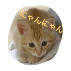 [LINEスタンプ] 茶トラの太郎