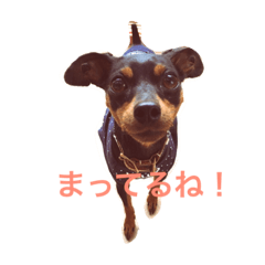 [LINEスタンプ] ミニピン マナ
