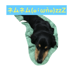 [LINEスタンプ] ミニチュアダックス わらびと力
