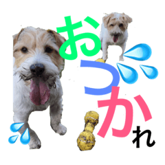 [LINEスタンプ] 高原家ワンズスタンプ 2