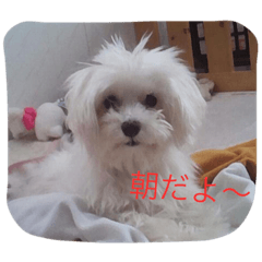 [LINEスタンプ] かわいいマルチーズ