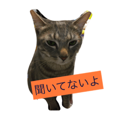 [LINEスタンプ] もちづきさん家のワンニャンスタンプ