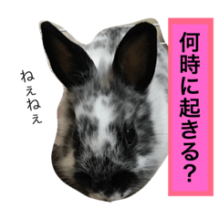 [LINEスタンプ] うさぎのめめちゃん