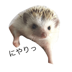 [LINEスタンプ] ハリネズミのコロ助。