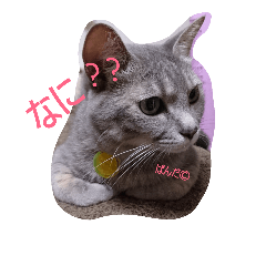 [LINEスタンプ] にゃこのぱんだ