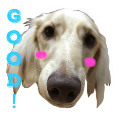 [LINEスタンプ] ターボ尽くしの毎日