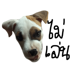 [LINEスタンプ] Bobo my beloved dog