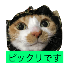 [LINEスタンプ] ビックリです