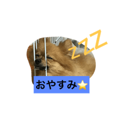 [LINEスタンプ] ポメヨンのRUN