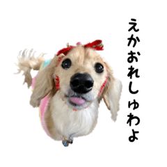 [LINEスタンプ] DACHS circle of friends 3