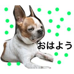 [LINEスタンプ] Dog.jh