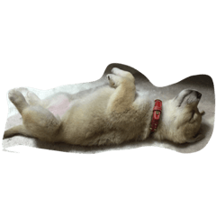 [LINEスタンプ] しろちーん