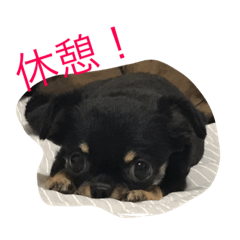 [LINEスタンプ] くーさま すたんぷ
