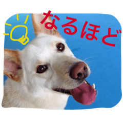 [LINEスタンプ] 梅助のキモチ