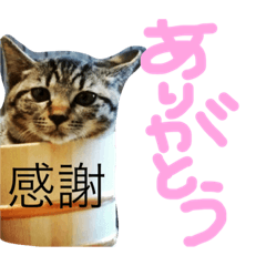 [LINEスタンプ] たけらいふ
