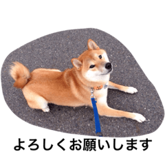 [LINEスタンプ] 柴犬の空