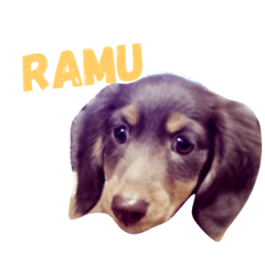 [LINEスタンプ] RAMU'S STAMP