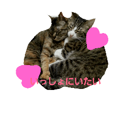 [LINEスタンプ] 優しいしまねこスタンプ