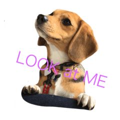 [LINEスタンプ] こっちを見て！熱い眼差し！