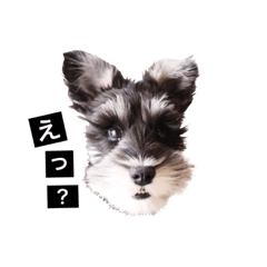 [LINEスタンプ] ミニチュアシュナウザーのエル