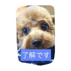 [LINEスタンプ] トイプードル そらくん