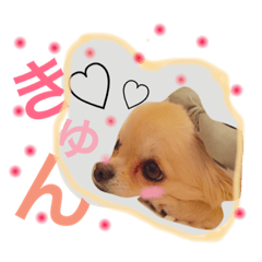 [LINEスタンプ] チワワのこはちゃん〜小春日和〜