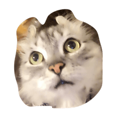 [LINEスタンプ] hijihijihiji