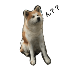 [LINEスタンプ] 秋田犬 ヤマト