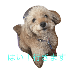 [LINEスタンプ] ユニちゃん プードル