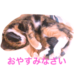 [LINEスタンプ] 真理子のへや