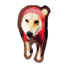 [LINEスタンプ] 沙羅スタンプ