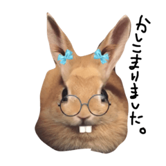 [LINEスタンプ] はなちゃんわらちゃん
