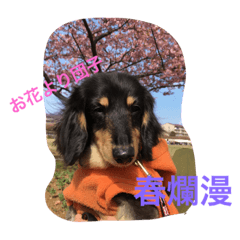 [LINEスタンプ] 林檎ちゃんち3