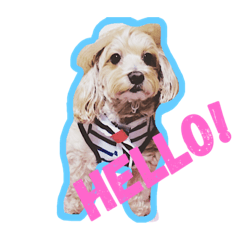 [LINEスタンプ] まるぷーのMAYchan
