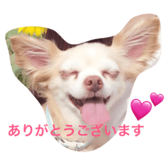 [LINEスタンプ] チワワのハニーです