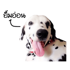 [LINEスタンプ] Dalmatian Love Love Rambo 