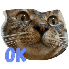 [LINEスタンプ] ねこ〜ず2