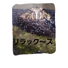 [LINEスタンプ] FROG 1day