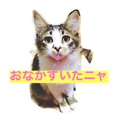 [LINEスタンプ] 猫のかぼすくん